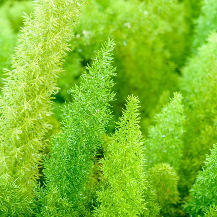 Foxtail Fern