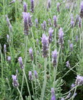 French Lavender