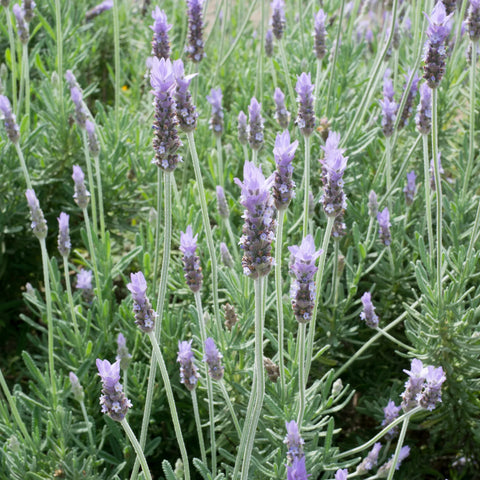 show lavender plant French Lavender Plant