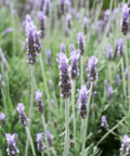 French Lavender