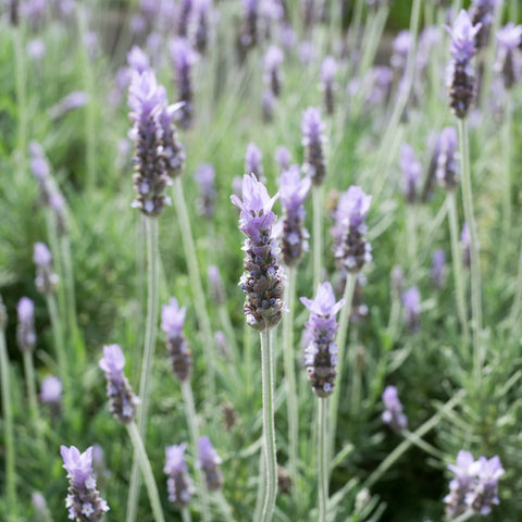 French Lavender