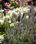 French Lavender