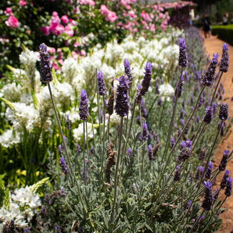 French Lavender