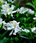 Frost Proof Gardenia