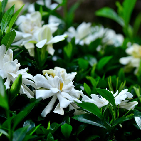 Frost Proof Gardenia