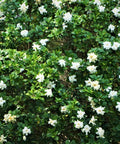 Frost Proof Gardenia