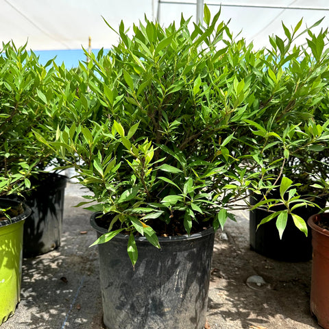 Frost Proof Gardenia