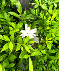 Frost Proof Gardenia