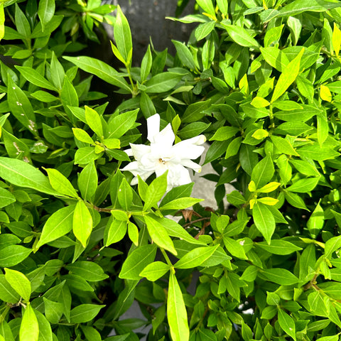 Frost Proof Gardenia