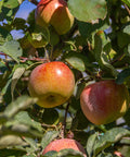 Fuji Apple Tree