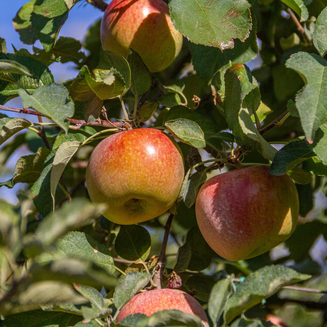 Simplot Fuji Apples Fuji Apple Tree for Home Orchards | High-Yield & Sweet Apples – Simply ...