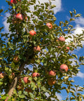 Fuji Apple Tree