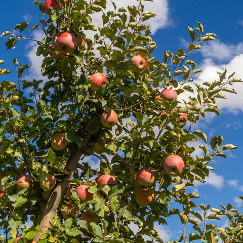 Fuji Apple Tree