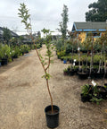 Fuji Apple Tree