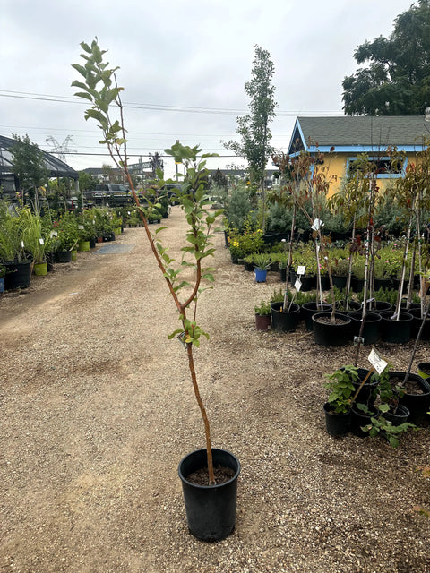 Fuji Apple Tree