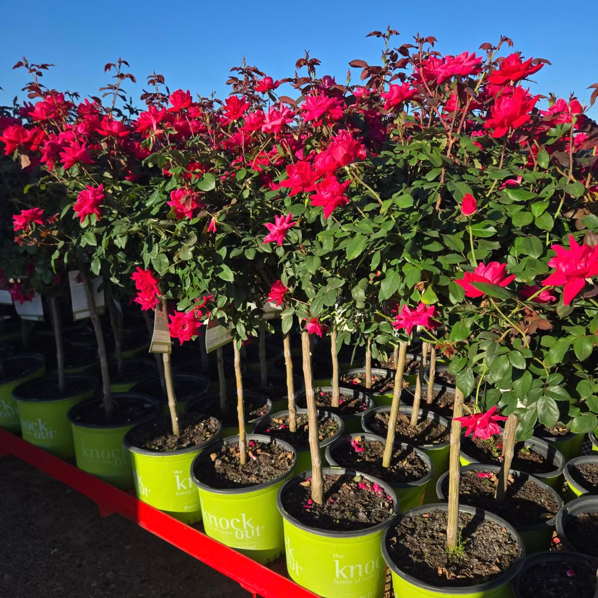 planting knockout roses in pots Double Knock Out® Rose Tree