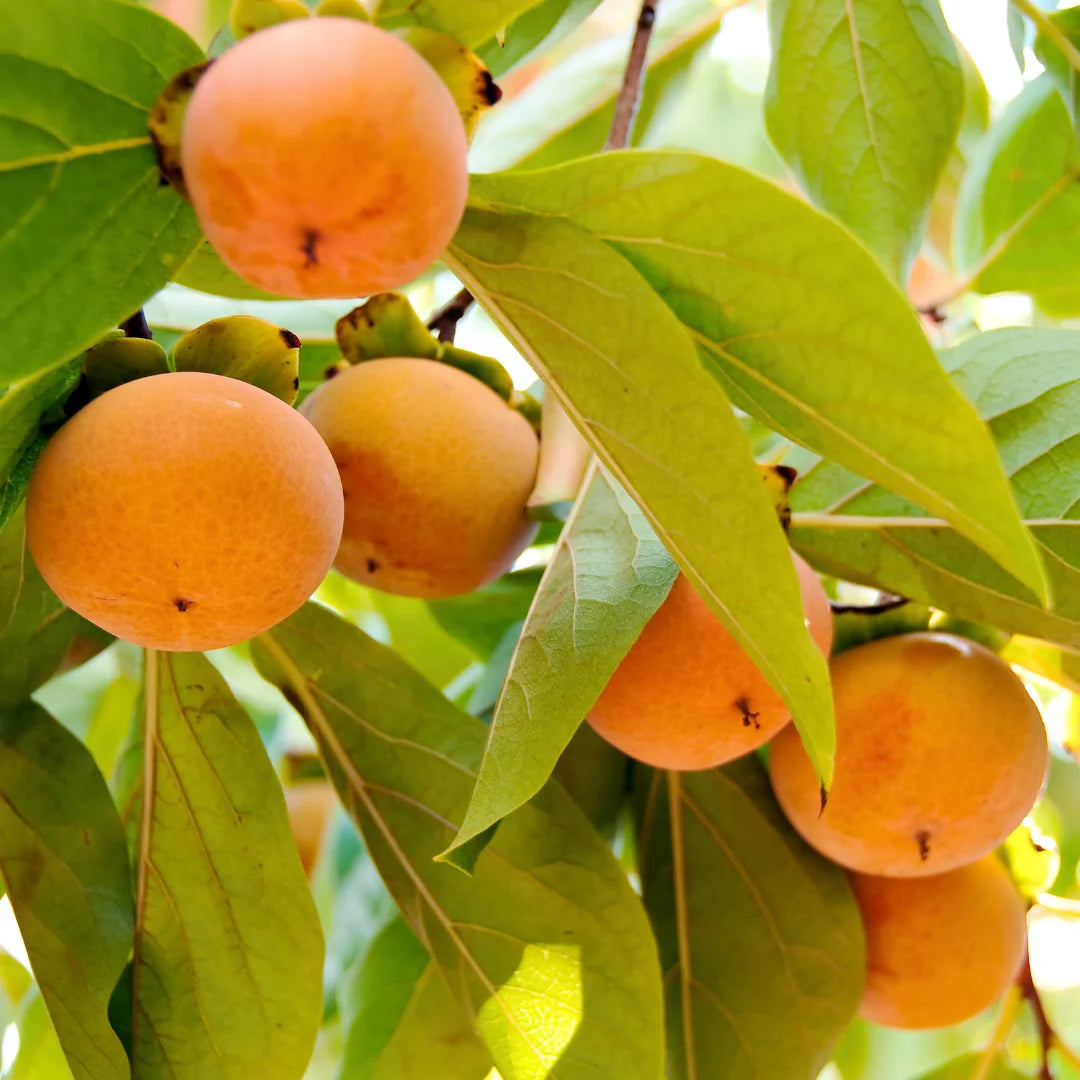 Fuyu Persimmon Tree | Sweet Non-Astringent Persimmons – Simply Trees