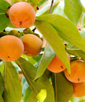 Fuyu Persimmon Tree