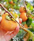 Fuyu Persimmon Tree