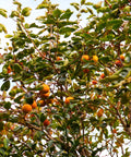 Fuyu Persimmon Tree
