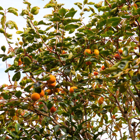 Fuyu Persimmon Tree