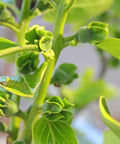 Fuyu Persimmon Tree