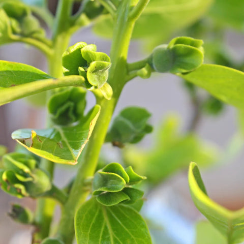 Fuyu Persimmon Tree