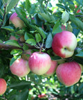 Gala Apple Tree
