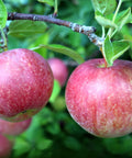 Gala Apple Tree