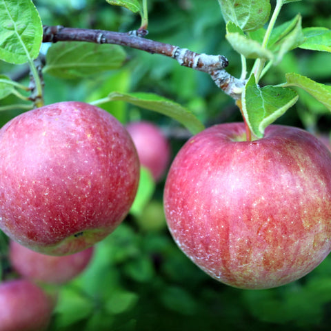 Gala Apple Tree
