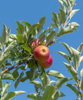 Gala Apple Tree