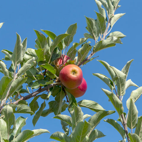 Gala Apple Tree