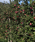 Gala Apple Tree