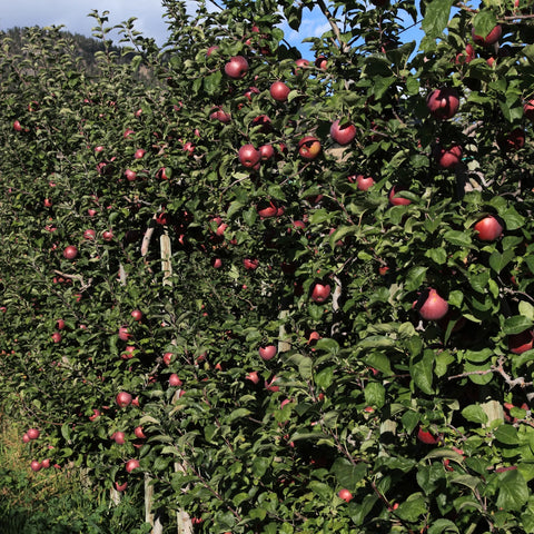 Gala Apple Tree