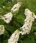 Gatsby Gal Oakleaf Hydrangea Shrub