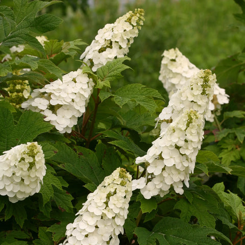 Gatsby Gal Oakleaf Hydrangea Shrub