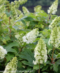 Gatsby Gal Oakleaf Hydrangea Shrub