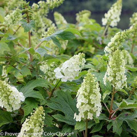 Gatsby Gal Oakleaf Hydrangea Shrub