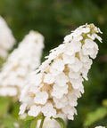 Gatsby Gal Oakleaf Hydrangea Shrub
