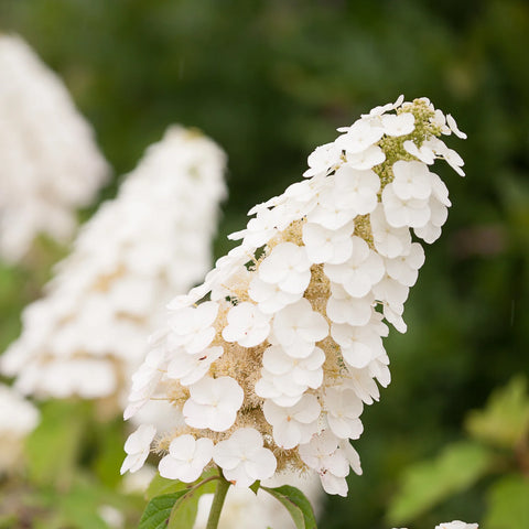 Gatsby Gal Oakleaf Hydrangea Shrub