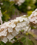 Gatsby Gal Oakleaf Hydrangea Shrub