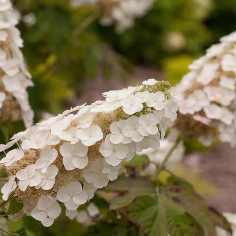 Gatsby Gal Oakleaf Hydrangea Shrub