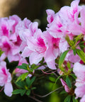 George Taber Azalea