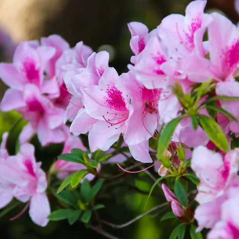 George Taber Azalea