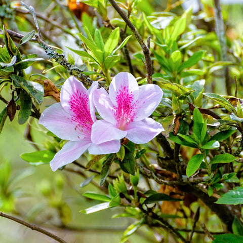 George Taber Azalea