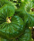 Giant Leopard Plant