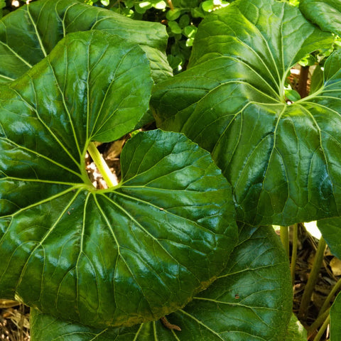 Giant Leopard Plant