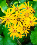 Giant Leopard Plant