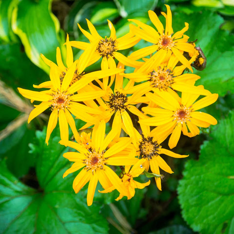 Giant Leopard Plant