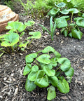 Giant Leopard Plant